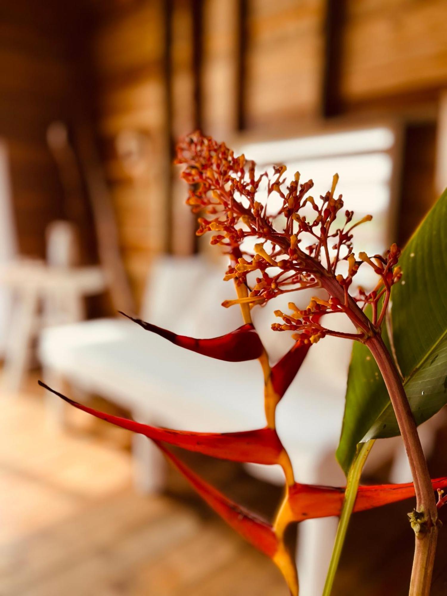 Urraca Monkey Island Eco Resort (Adults Only) Punta Laurel المظهر الخارجي الصورة